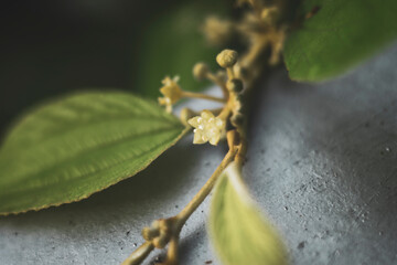 Terminalia catappa is a large tree species that lives mainly in the tropics. Terminalia catappa can grow up to 35 m high, with upright