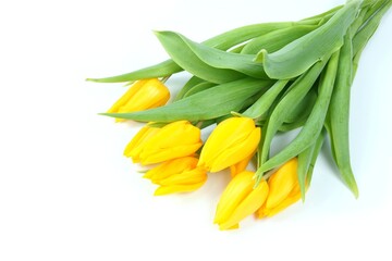 SONY DSCTulip Flowers, yellow with white background