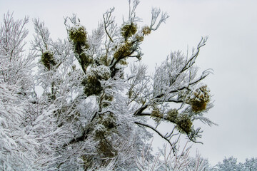 snow covered pine tree branches