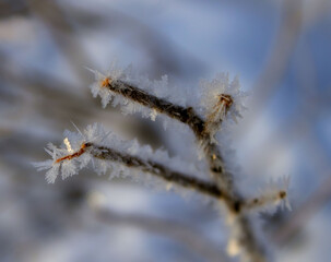 frost on a branch