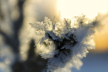 frost close-up at dawn