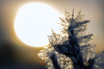 frost close-up at dawn