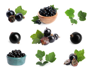 Ripe black currants and green leaves isolated on white, set
