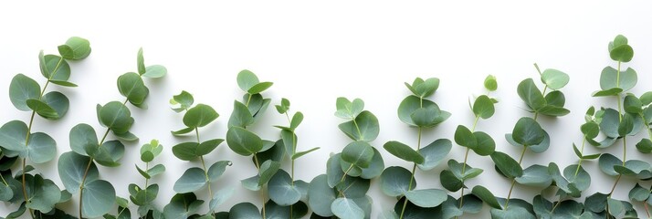  Green Leaves Eucalyptus On White, Banner Image For Website, Background, Desktop Wallpaper
