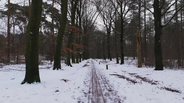 Flying through forest lane with snow and ice in winter