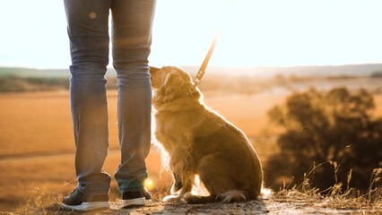 Man owner with fluffy cocker spaniel dog walks along dry field grass at sunset time man owner walks...