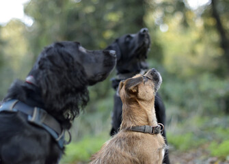A group of well behaved dogs are sitting together focusing on their dog handler waiting for a food reward - Dog walking, Pet Sitting, Day Care, Puppy School