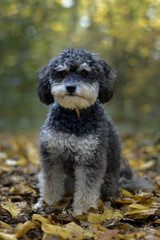 A cute and fluffy black and tan maltipoo poodle mix posing for a portrait in a colorful autumn forest with golden light