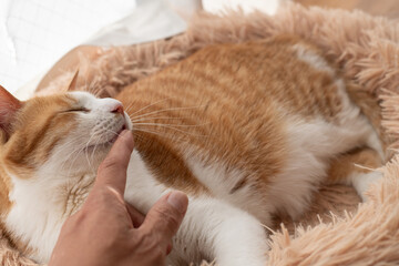 猫を撫でる人　茶トラ白