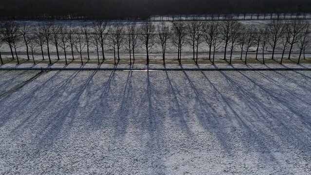 Row of trees in winter snow landscape, Aerial