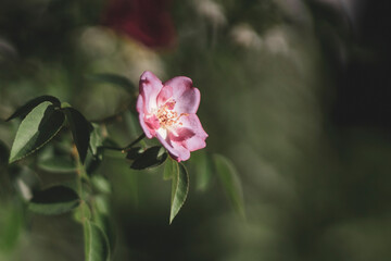 The Rosa canina blooms from June to July, with sweet-scented flowers that are usually pale pink,...