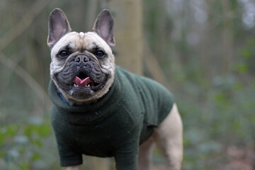 Fototapeta premium French Bulldog wearing a green fleece smiling and posing