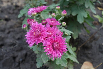 Bunch of bright pink flowers of Chrysanthemums in October