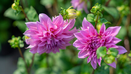 Dahlia often chosen for their gorgeously colored flowers. Dahlia flowers are also highly adaptable...