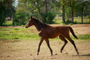 full body of female horse running on dusty field farm