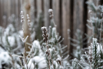 Dry lavender in case of severe frost in winter