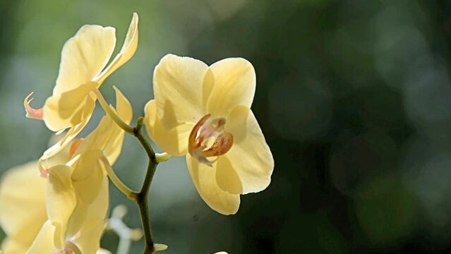 yellow Orchid branch on green natural background 