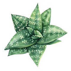 Succulent plant, green flora, Haworthia watercolor botanical painting illustrations isolated white background