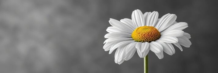  Soft Focus White Chamomile Flower Gray, Banner Image For Website, Background, Desktop Wallpaper