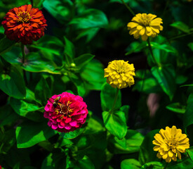 Dahlia often chosen for their gorgeously colored flowers. Dahlia flowers are also highly adaptable to all weather and climate conditions.