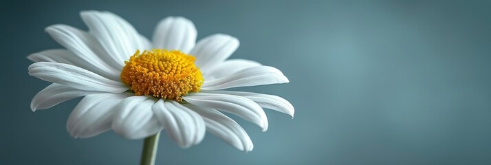  Soft Focus White Chamomile Flower Gray, Banner Image For Website, Background, Desktop Wallpaper