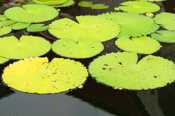 water lily in the pond