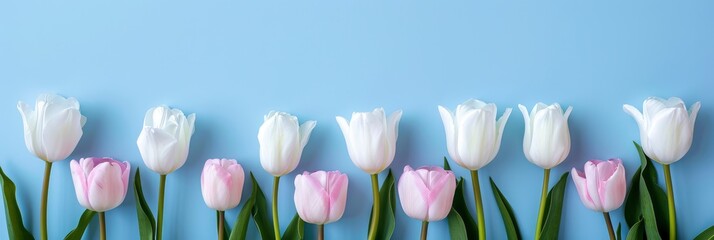  White Pink Tulips On Blue Background, Banner Image For Website, Background, Desktop Wallpaper