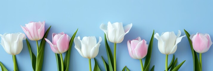  White Pink Tulips On Blue Background, Banner Image For Website, Background, Desktop Wallpaper