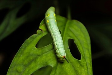 green caterpillar on a leaf