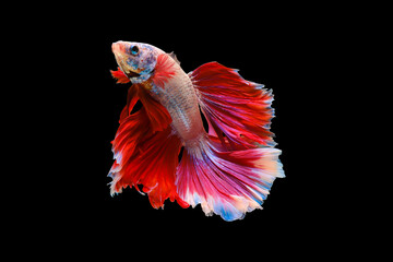 Betta fish white body and red-tailed tail swaying beautifully.