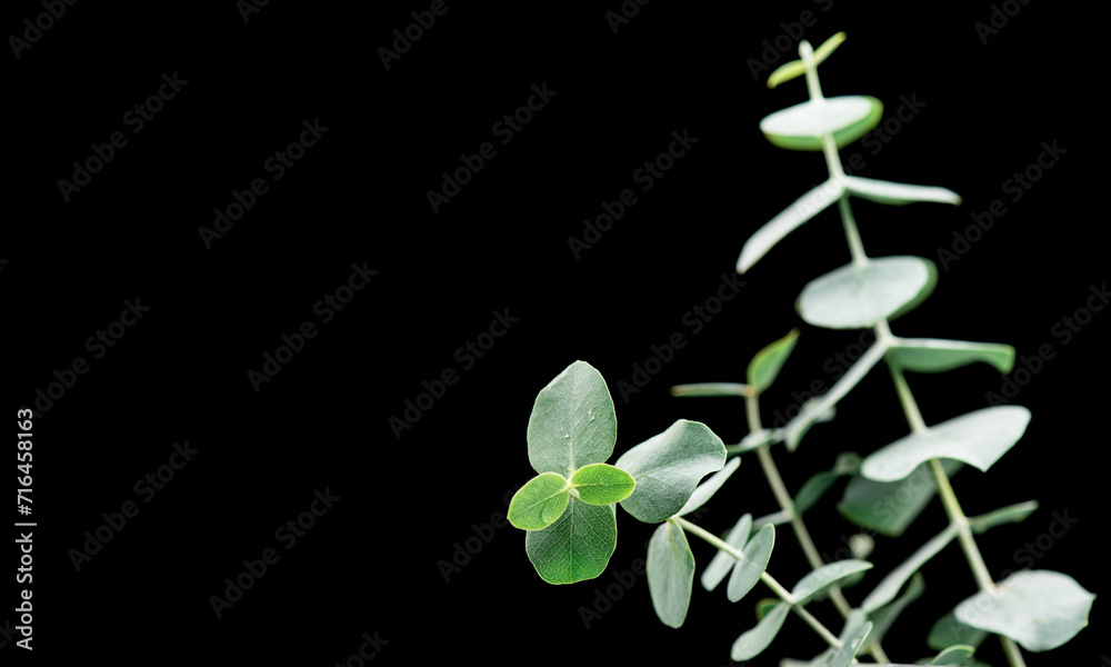 Poster Eucalyptus plant leaves. Fresh Eucalyptus close up, isolated on black background. Aroma Essential oil