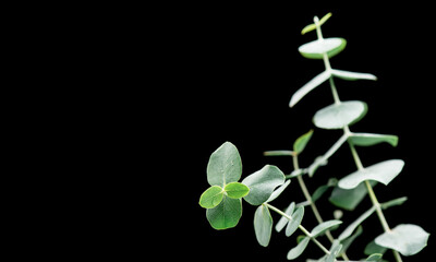 Eucalyptus plant leaves. Fresh Eucalyptus close up, isolated on black background. Aroma Essential oil