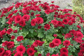 Hundreds of red flowers of Chrysanthemums in October