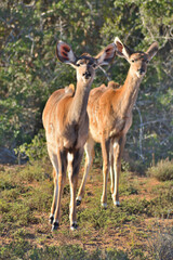 Two Koedoe antelope looking curiously at the photographer.