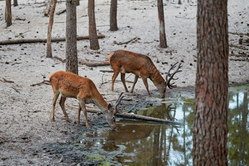 Naklejka na ściany i meble Deer at a water source in the forest