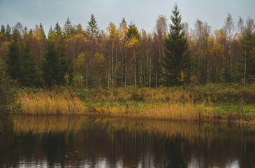 Obraz premium autumn in the forest