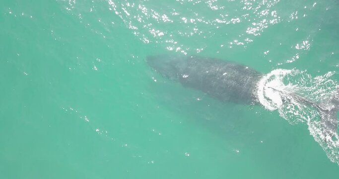 Baleine à bosse créant un arc-en-ciel en respirant