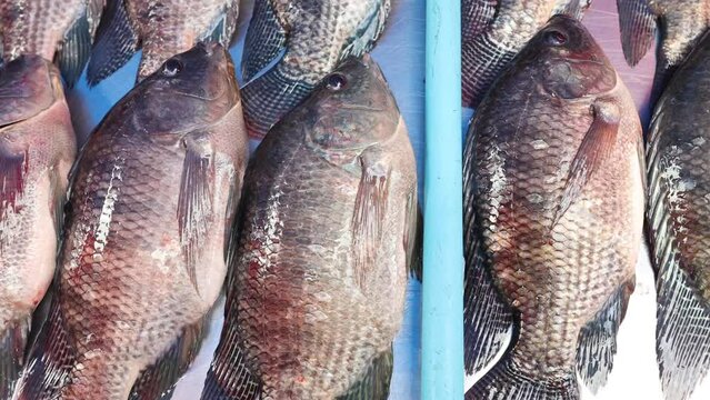 Fresh Tilapia Fish Display