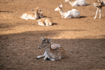 Baby deer Bambi in the zoo cage.