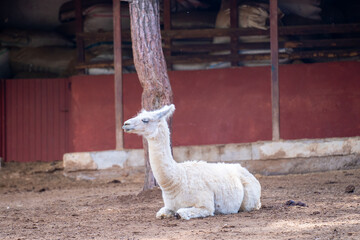Llama in the zoo cage. The llama (Lama glama) is a domesticated South American camelid. © Erman Gunes