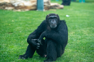 Chimpanzee in the zoo cage. The chimpanzee also known as simply the chimp, is a species of great ape native to the forests and savannahs of tropical Africa.
