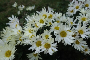 Blossom of white daisy like Chrysanthemums in mid October