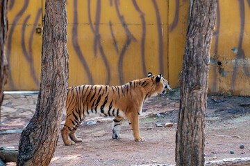 Fototapeta na wymiar The tiger in the zoo cage. The tiger (Panthera tigris) is the largest living cat species and a member of the genus Panthera.