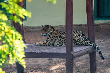 The jaguar in the zoo cage. The jaguar (Panthera onca) is a large cat species and the only living member of the genus Panthera native to the Americas. - obrazy, fototapety, plakaty
