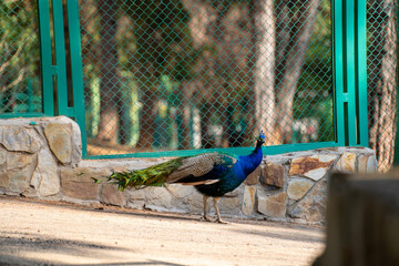 The peafowl in the Zoo cage. Peafowl is a common name for two bird species in the genera Pavo and...