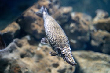 The alligator gar fish in the Zoo aquarium. The garfish (Atractosteus spatula) is a euryhaline...