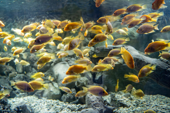 The amphilophus citrinellus (Midas cichlid) fish in the Zoo aquarium. Amphilophus citrinellus is a large cichlid fish endemic.