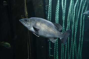 Polyprion beautiful fish swimming in the aquarium.