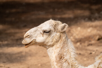 The camel in the cage at zoo. A camel is an even-toed ungulate in the genus Camelus that bears distinctive fatty deposits known as 