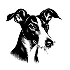 Portrait of Whippet Dog
